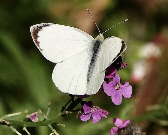 large white